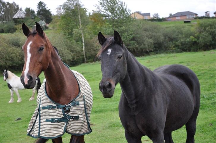 Traver Rhapsody Will [Himmelhest] billede 5