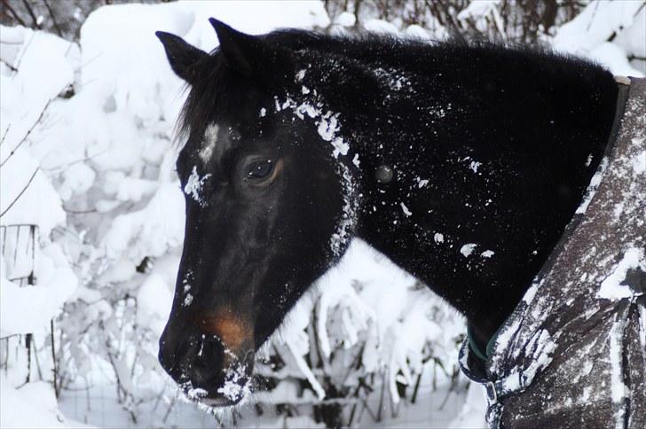 Traver Rhapsody Will [Himmelhest] billede 6