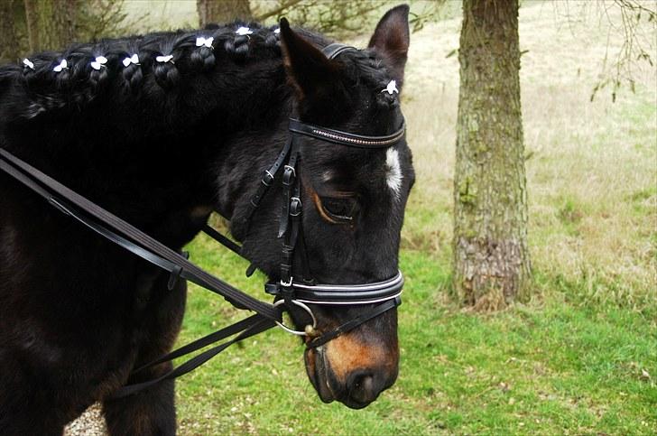 Traver Rhapsody Will [Himmelhest] billede 7