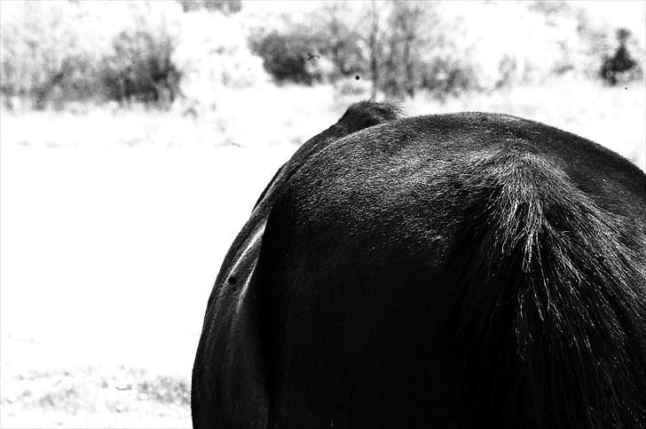 Traver Rhapsody Will [Himmelhest] billede 8