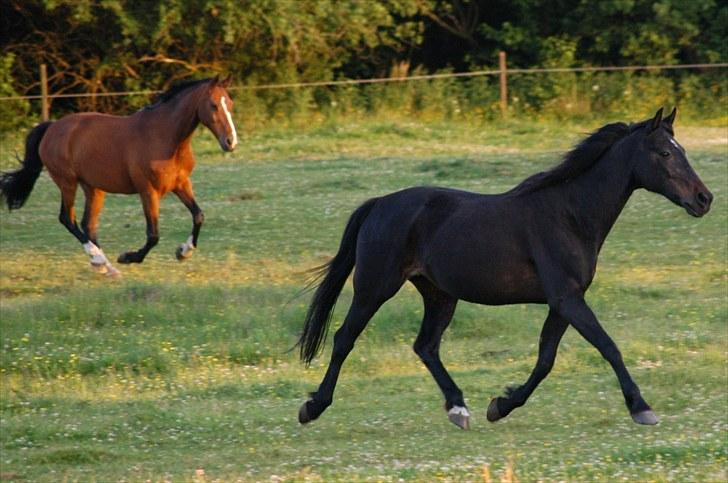 Traver Rhapsody Will [Himmelhest] billede 9