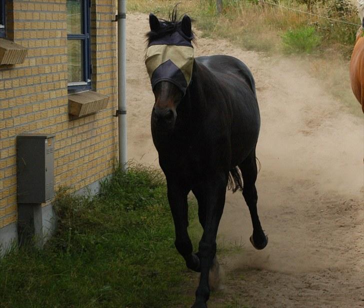 Traver Rhapsody Will [Himmelhest] billede 10