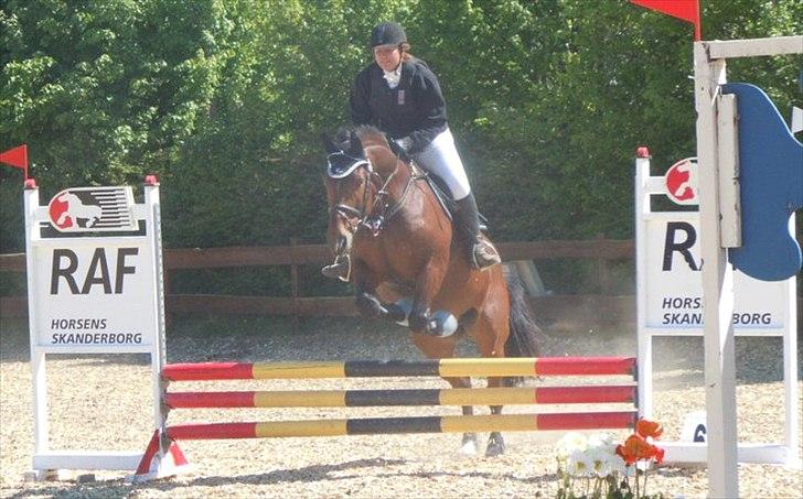 Anden særlig race Mister Gallon  billede 14