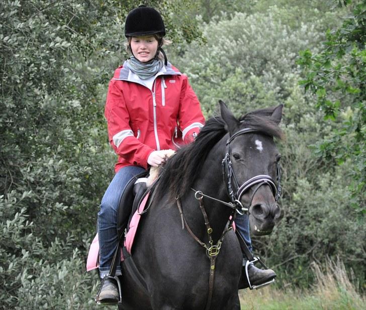 Traver Rhapsody Will [Himmelhest] billede 11