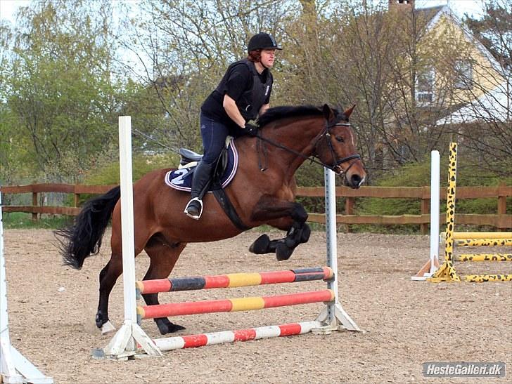 Anden særlig race Mister Gallon  - spring foto : Pia L billede 15