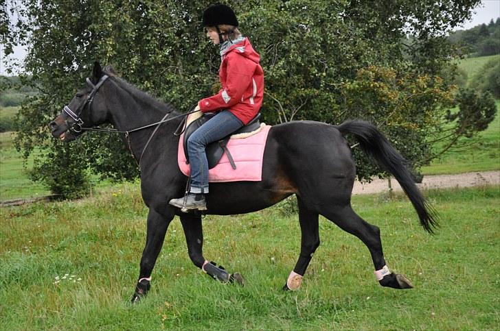 Traver Rhapsody Will [Himmelhest] billede 12