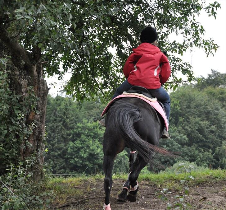 Traver Rhapsody Will [Himmelhest] billede 13