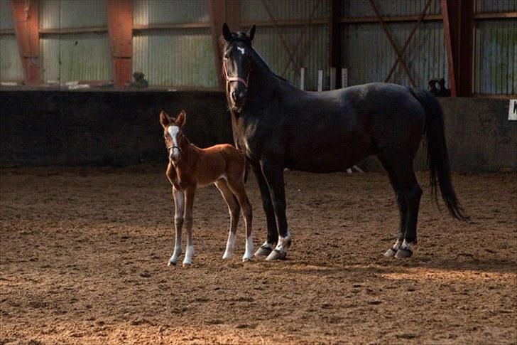 Anden særlig race Cassiopeia - Cassiopeia&Rose. Under et døgn gammel. billede 1