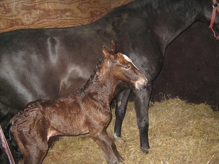Anden særlig race Cassiopeia - Cassiopeia. Lige kommet op og stå på benen. En halv time gammel. billede 2