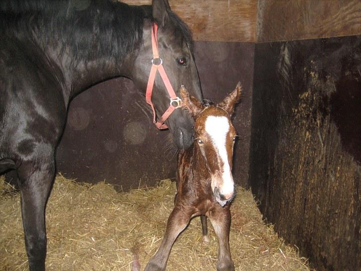 Anden særlig race Cassiopeia - Cassiopeia. Lige kommet op og stå på benen. En halv time gammel. billede 3