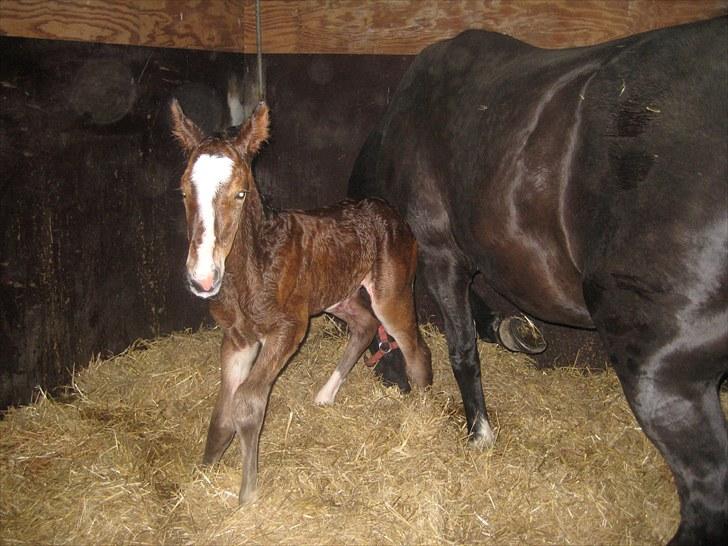Anden særlig race Cassiopeia - Cassiopeia. Lige kommet op og stå på benen. En halv time gammel. billede 4