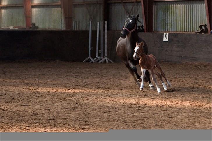 Anden særlig race Cassiopeia - Cassiopeia&Rose. Under et døgn gammel. Cassiopeia løber bare efter mor. billede 5