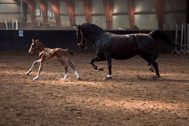Anden særlig race Cassiopeia - Cassiopeia&Rose. Under et døgn gammel. Cassiopeia vil løbe først. billede 6