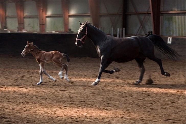 Anden særlig race Cassiopeia - Cassiopeia&Rose. Under et døgn gammel. billede 7