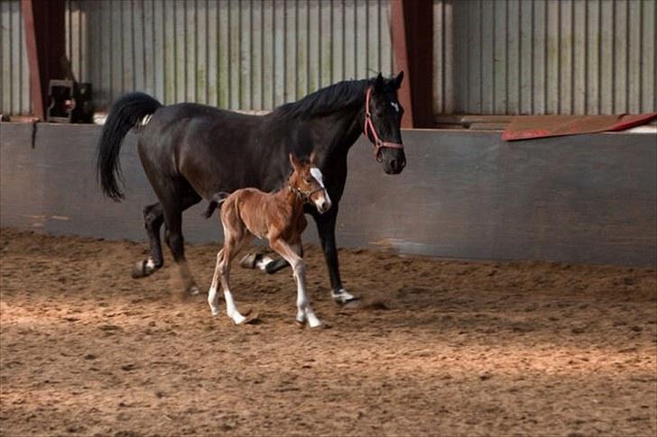 Anden særlig race Cassiopeia - Cassiopeia&Rose. Under et døgn gammel. billede 8