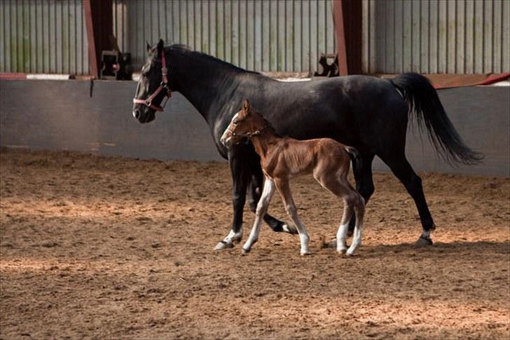 Anden særlig race Cassiopeia - Cassiopeia&Rose. Under et døgn gammel. billede 9