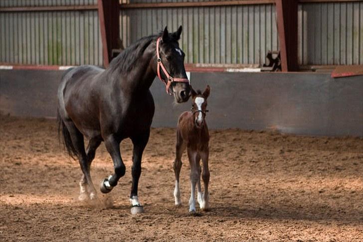 Anden særlig race Cassiopeia - Cassiopeia&Rose. Under et døgn gammel. billede 10