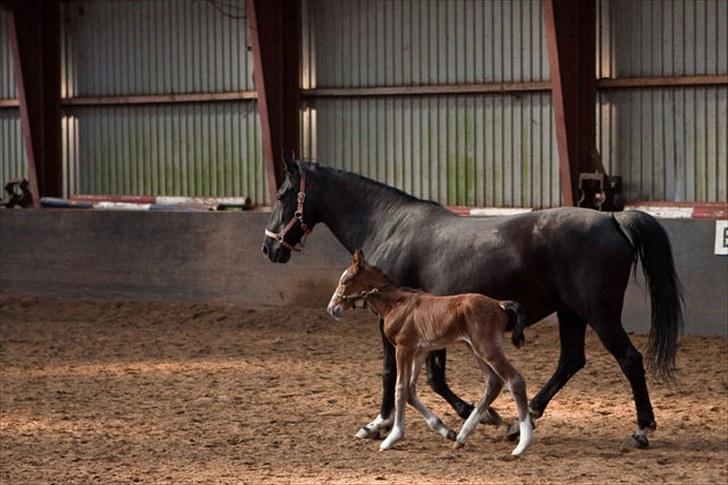 Anden særlig race Cassiopeia - Cassiopeia&Rose. Under et døgn gammel. billede 11