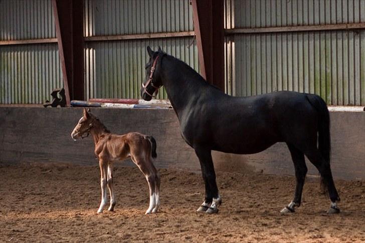 Anden særlig race Cassiopeia - Cassiopeia&Rose. Under et døgn gammel. billede 12