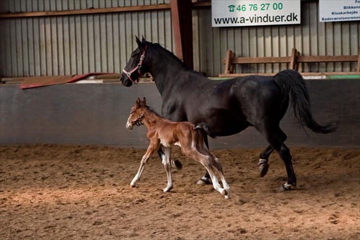 Anden særlig race Cassiopeia - Cassiopeia&Rose. Under et døgn gammel. billede 13
