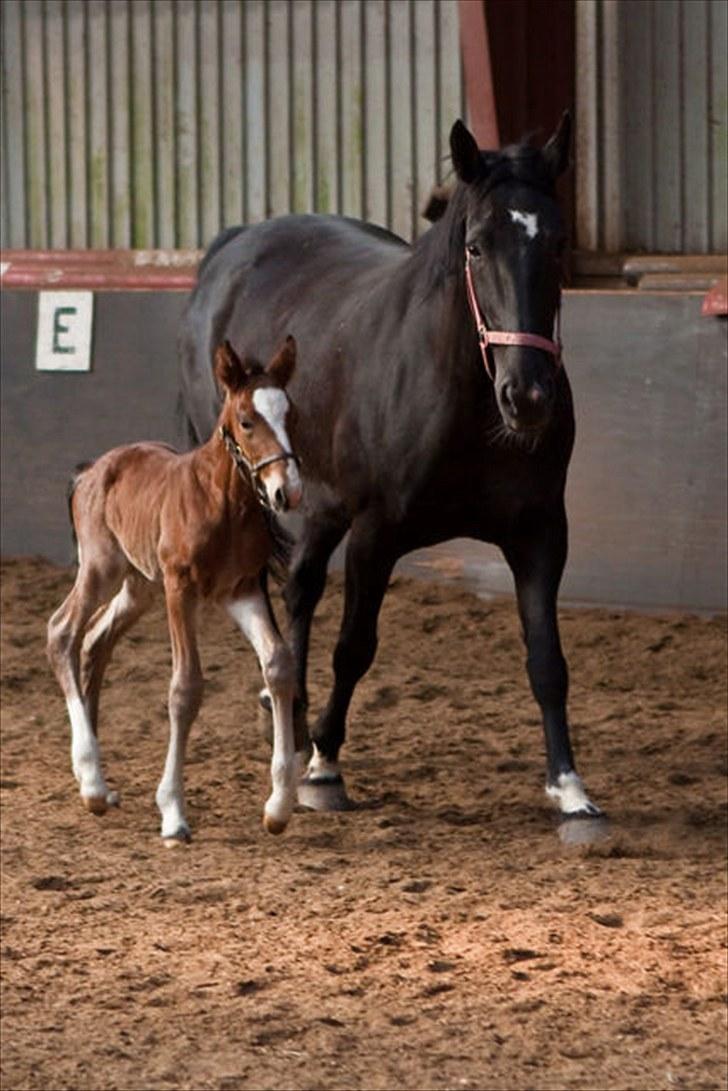Anden særlig race Cassiopeia - Cassiopeia&Rose. Under et døgn gammel. billede 14