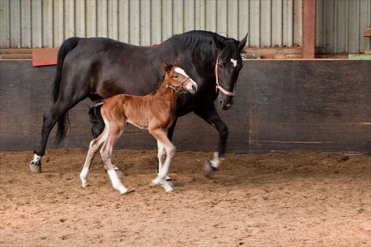 Anden særlig race Cassiopeia - Cassiopeia&Rose. Under et døgn gammel. billede 15