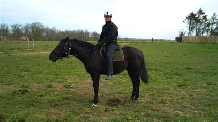 Knabstrupper Loke - Første gang med rytter 7/5 billede 13