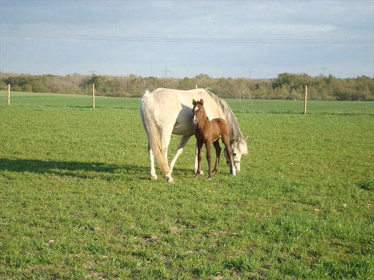 Anden særlig race Necupina (Pina) - Skal vi løbe om kap??? Hi hi, første gang på mark. billede 5