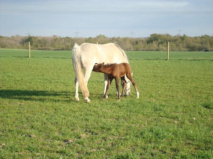 Anden særlig race Necupina (Pina) - Jeg skal lige have noget og drikke, og så løber vi videre bagefter. billede 6