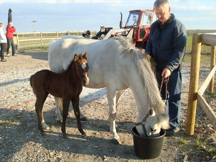 Anden særlig race Necupina (Pina) - Vi er på vej ind fra marken. Mor blev lige lidt sulten undervejs. billede 7