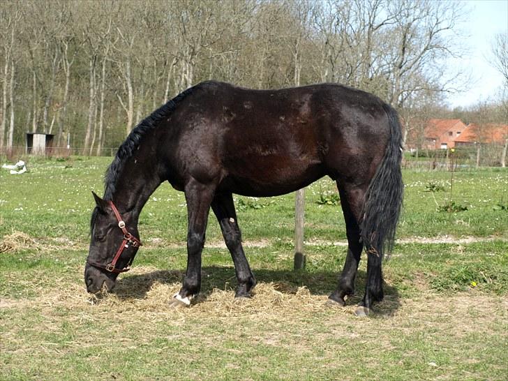 Knabstrupper Loke billede 14