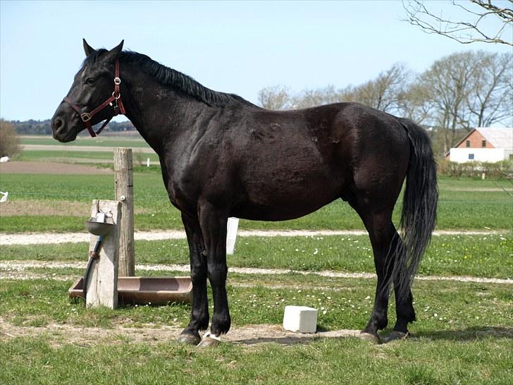 Knabstrupper Loke billede 15