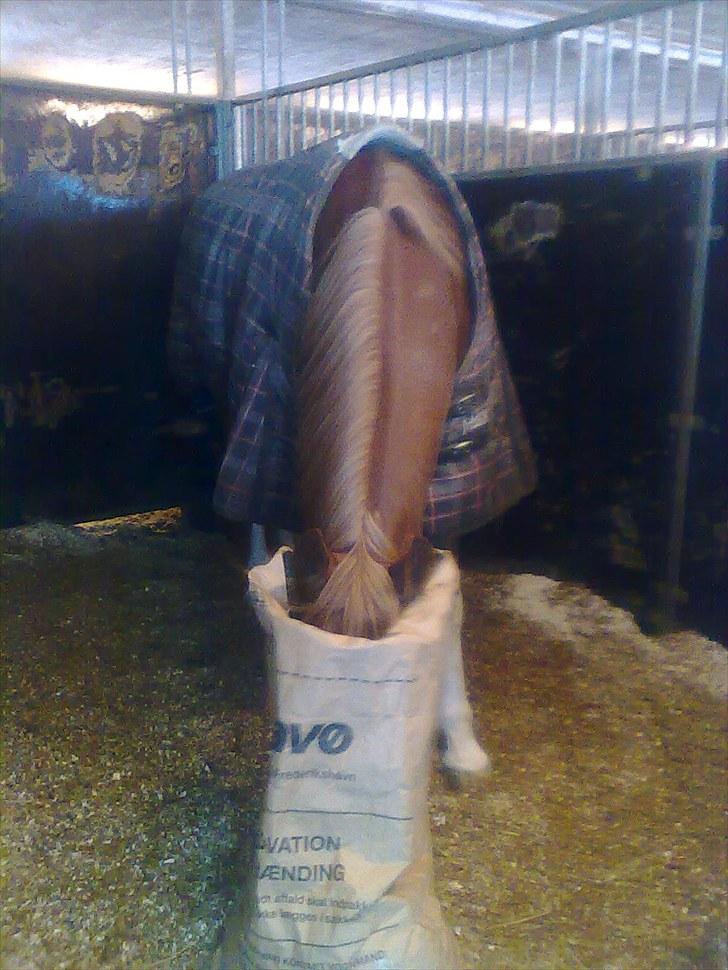 Dansk Varmblod Krogskærs DeVito billede 20