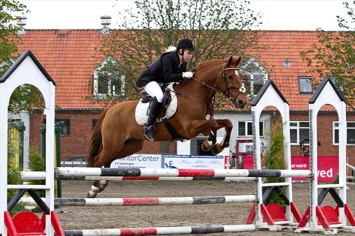 Irsk Sportspony Pimboli - Til stævne i NSPR; LB // ctfoto.dk billede 8