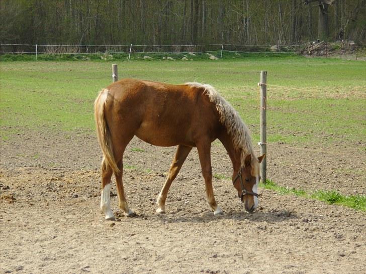 DSP Rawa´s Martini (Tini) - glæder mig til vi skal på græs 8D billede 10