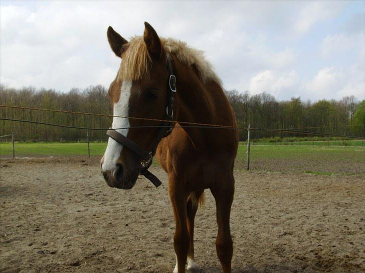 DSP Rawa´s Martini (Tini) - ska lige se hvad der forgår inde i kamaraet 8D billede 11