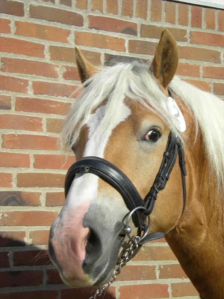 Haflinger Gandrupgårds Apollo - kåring i 2009 billede 1