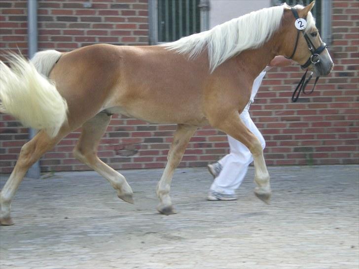 Haflinger Gandrupgårds Apollo - kåring i 2009 billede 2