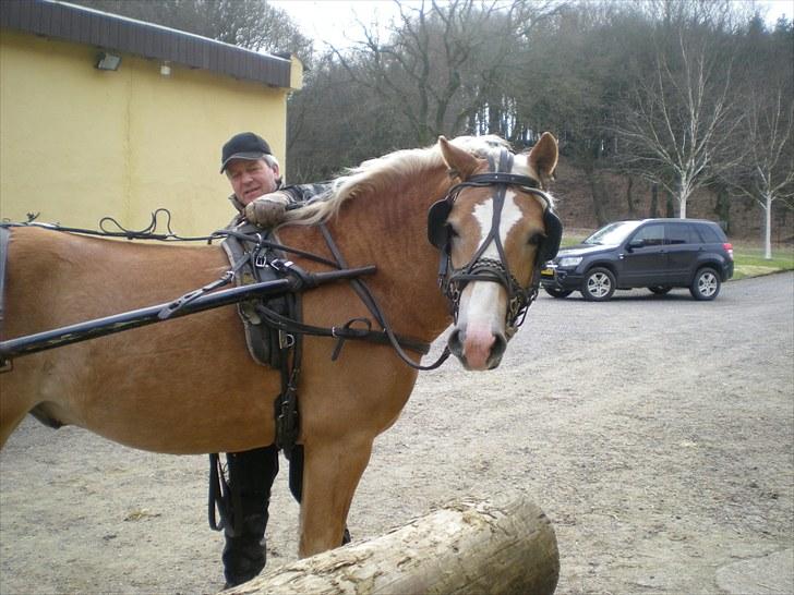 Haflinger Gandrupgårds Apollo billede 5