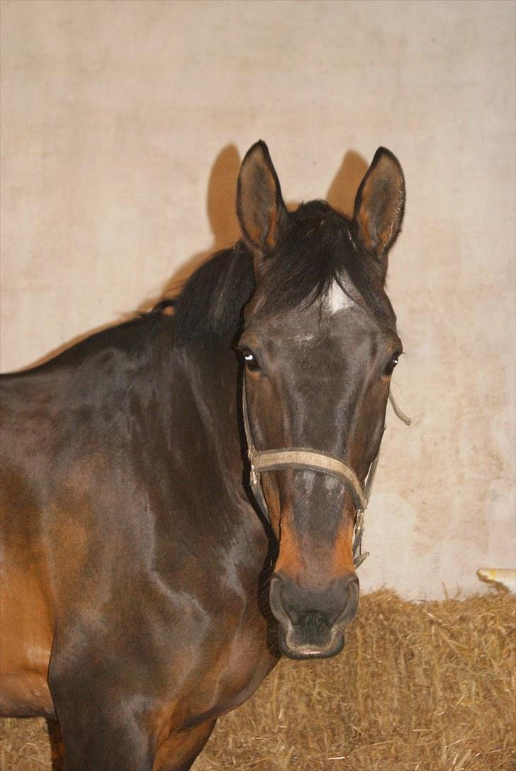 Dansk Varmblod Alcapone billede 2