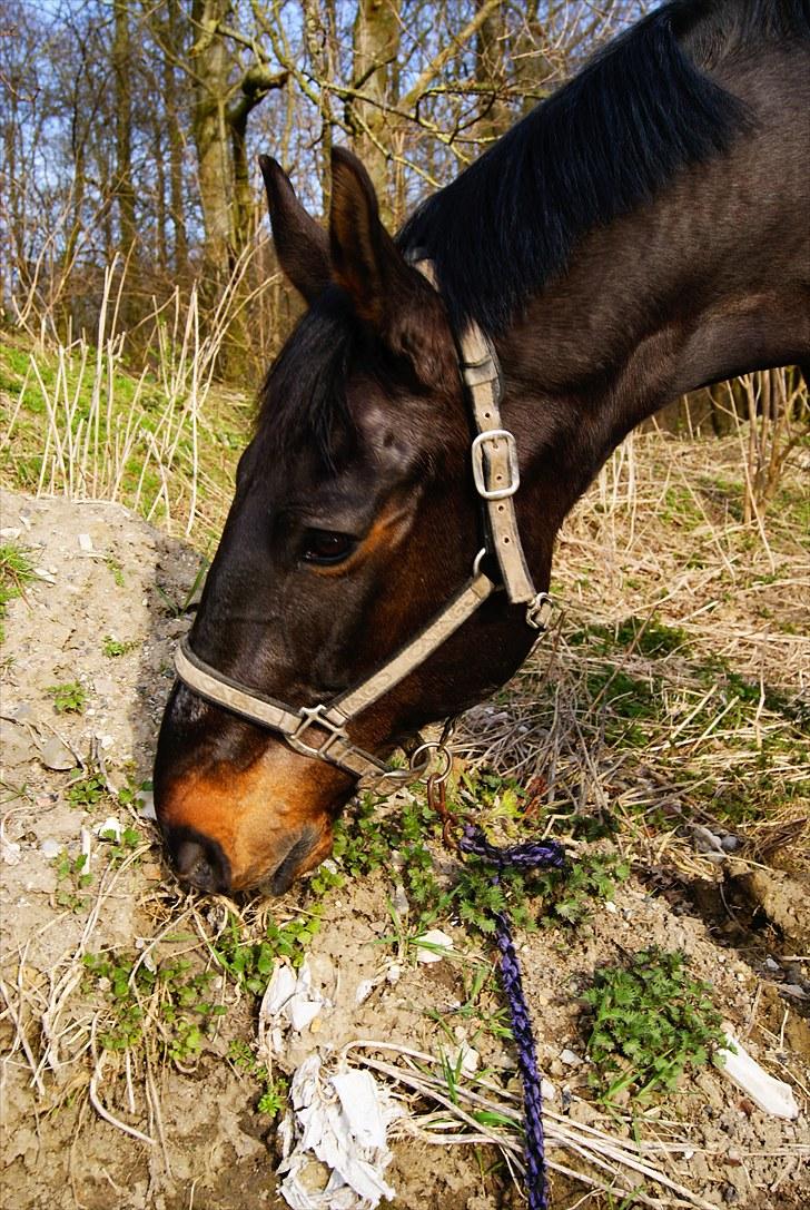 Dansk Varmblod Alcapone billede 3