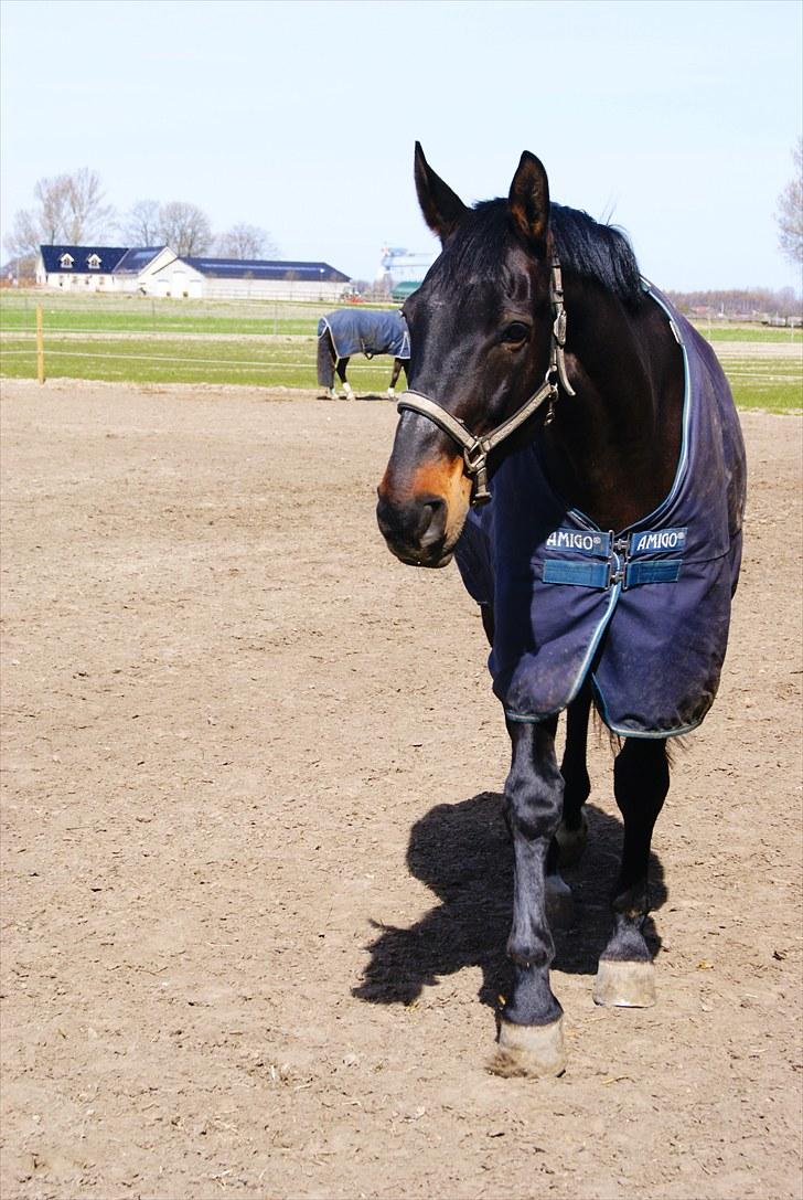 Dansk Varmblod Alcapone billede 4