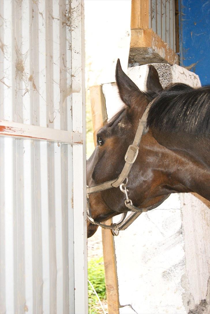 Dansk Varmblod Alcapone billede 6