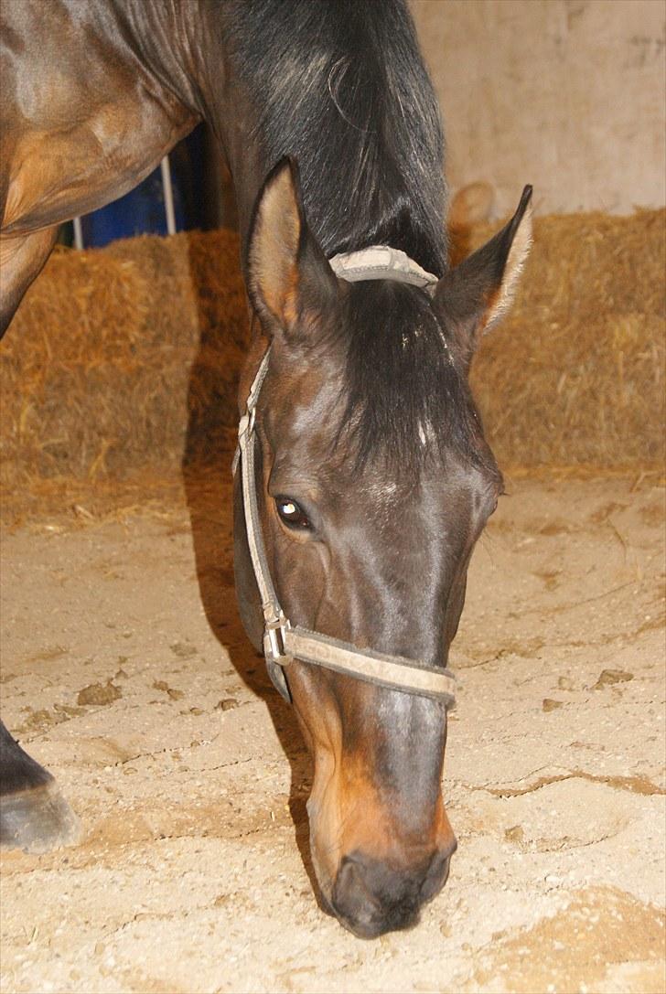 Dansk Varmblod Alcapone billede 7