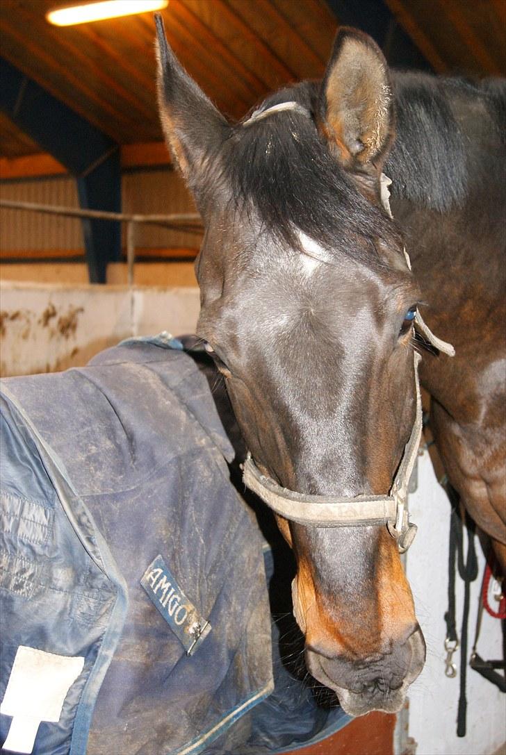 Dansk Varmblod Alcapone billede 8