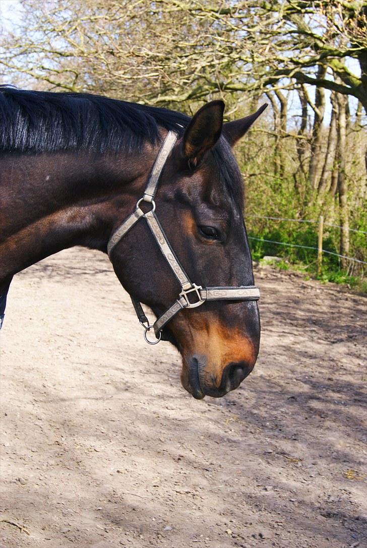 Dansk Varmblod Alcapone billede 9