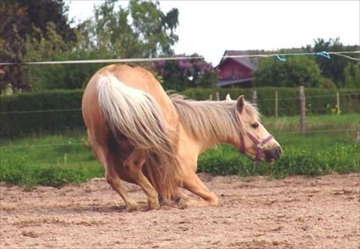 Anden særlig race Isabella billede 1