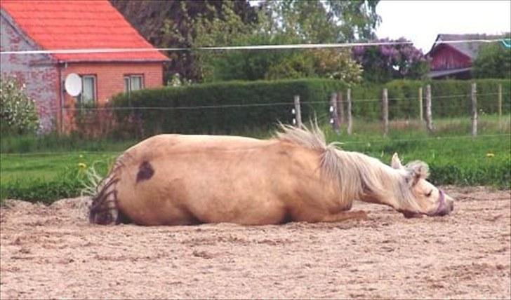 Anden særlig race Isabella billede 3