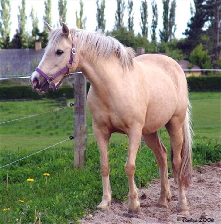 Anden særlig race Isabella billede 4