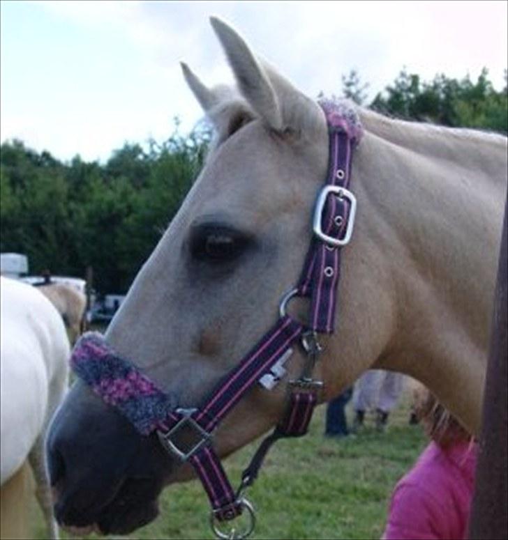 Anden særlig race Isabella billede 5